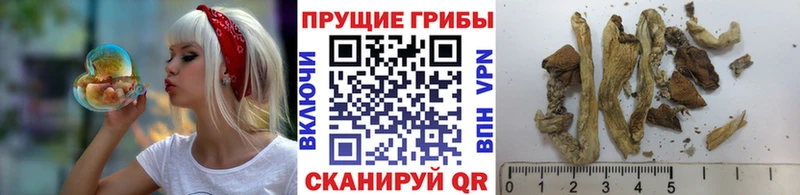 Псилоцибиновые грибы Magic Shrooms  Купить  Железноводск 